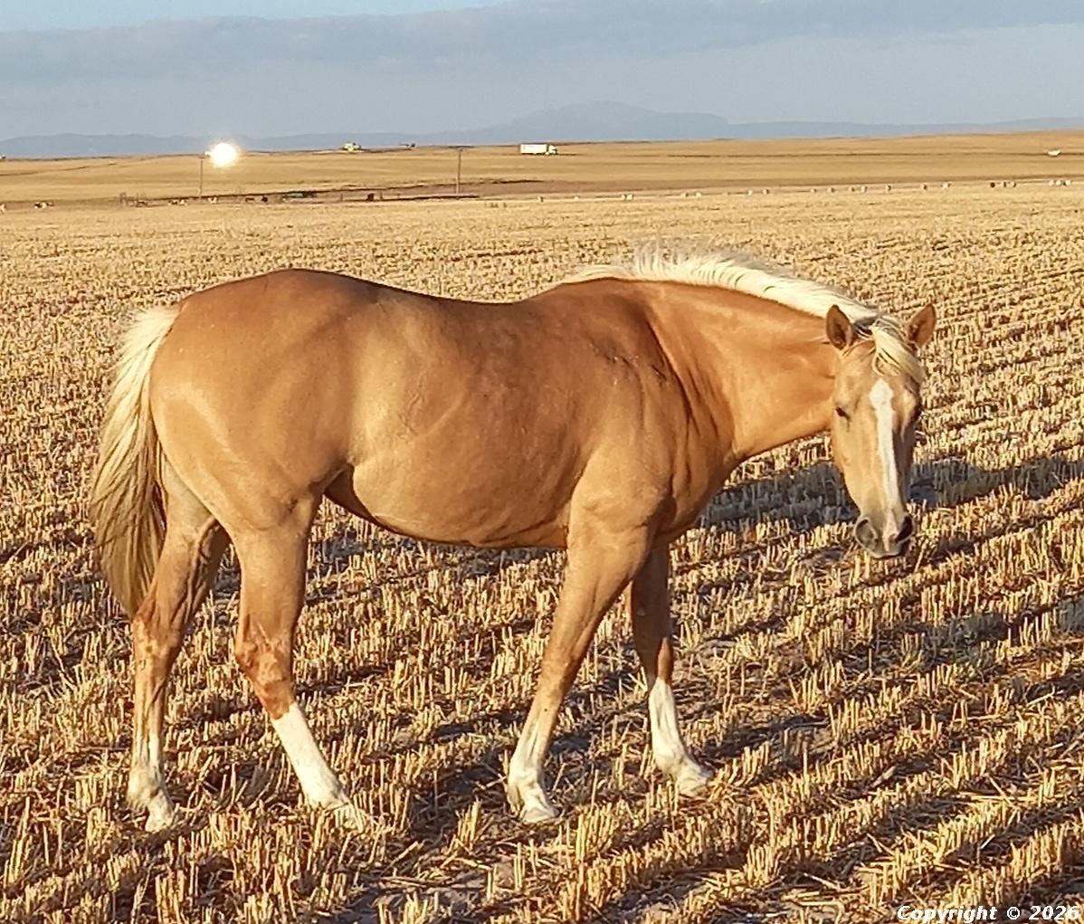Bh Cc's Golden Miss Saffron